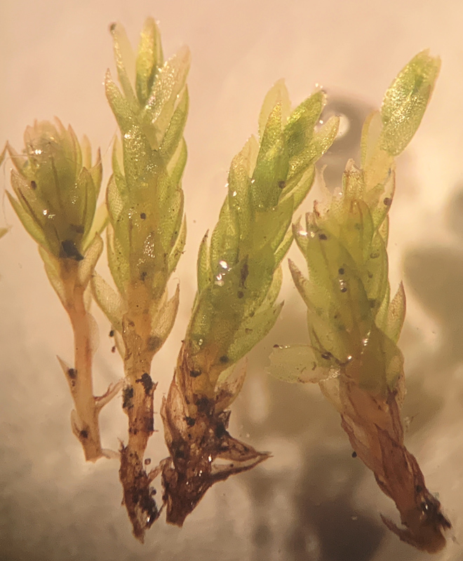 Bryum oblongum